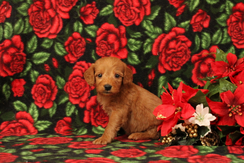 puppy, for, sale, Mini Goldendoodle F1, Matthew B. Stoltzfus, dog, breeder, Gap, PA, dog-breeder, puppy-for-sale, forsale, nearby, find, puppyfind, locator, puppylocator, aca